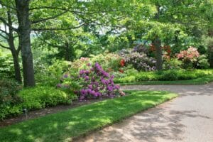 Full Shade vs. Partial Shade vs. Filtered Light Through Trees