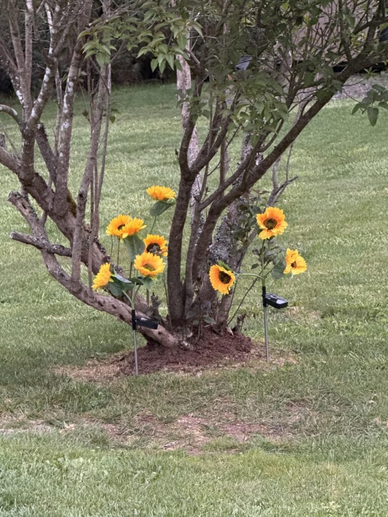 How Long They Last and How to Keep Them Bright