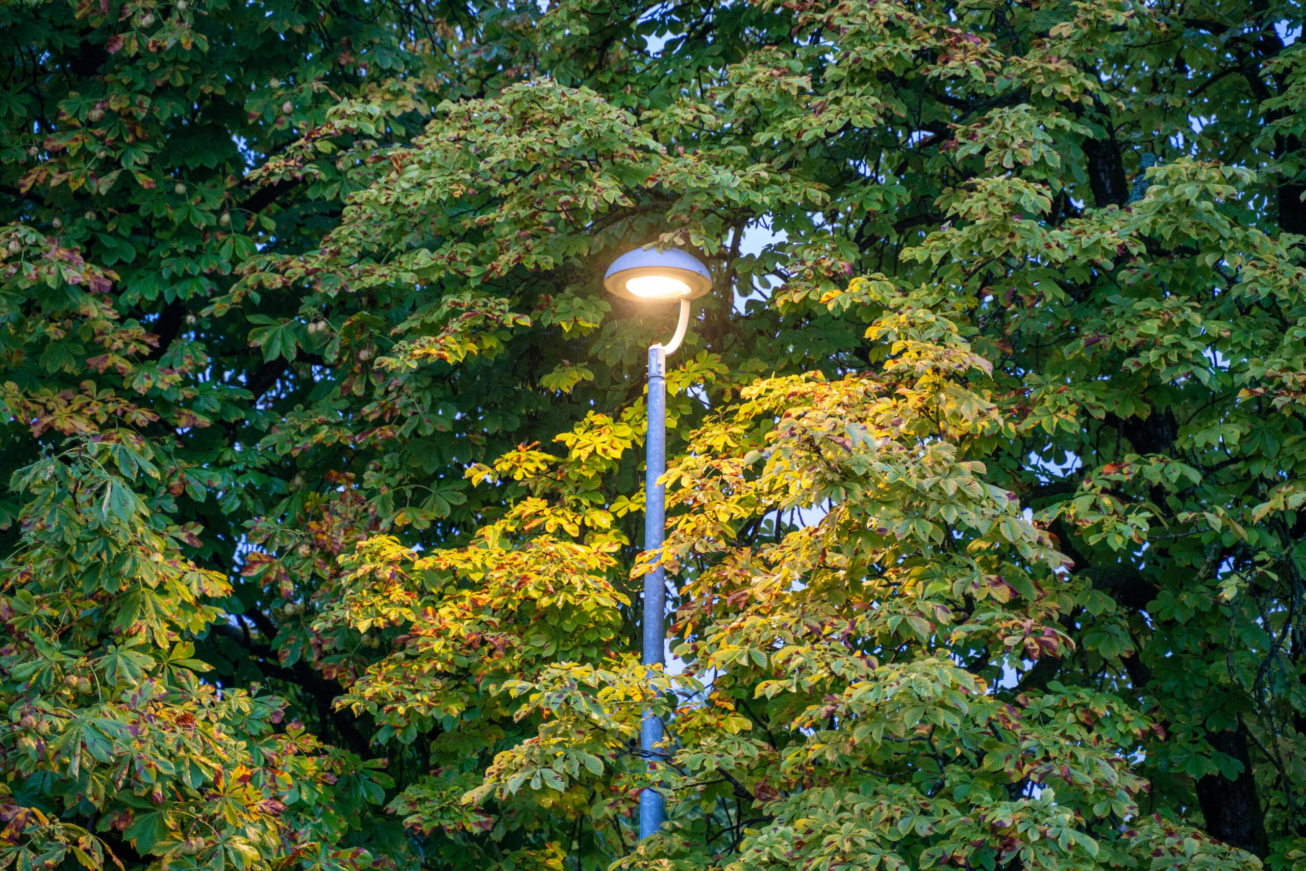 Do Solar Lights Work Under Trees
