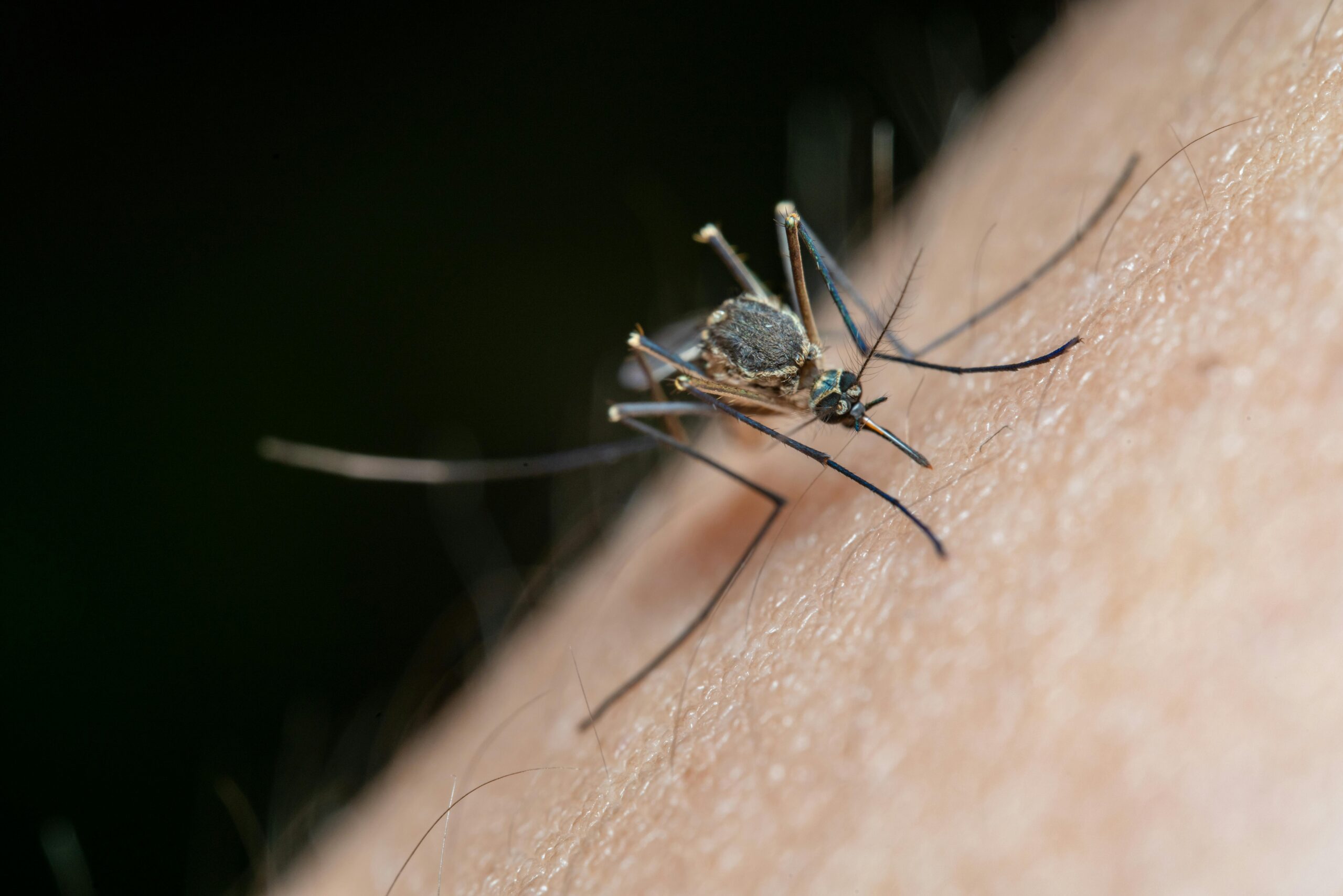 Solar Mosquito Repellent Light