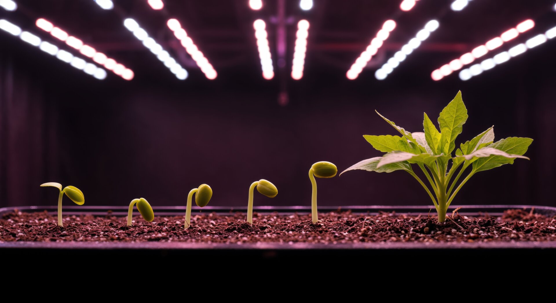 Solar Powered Grow Lights for Indoor Plants