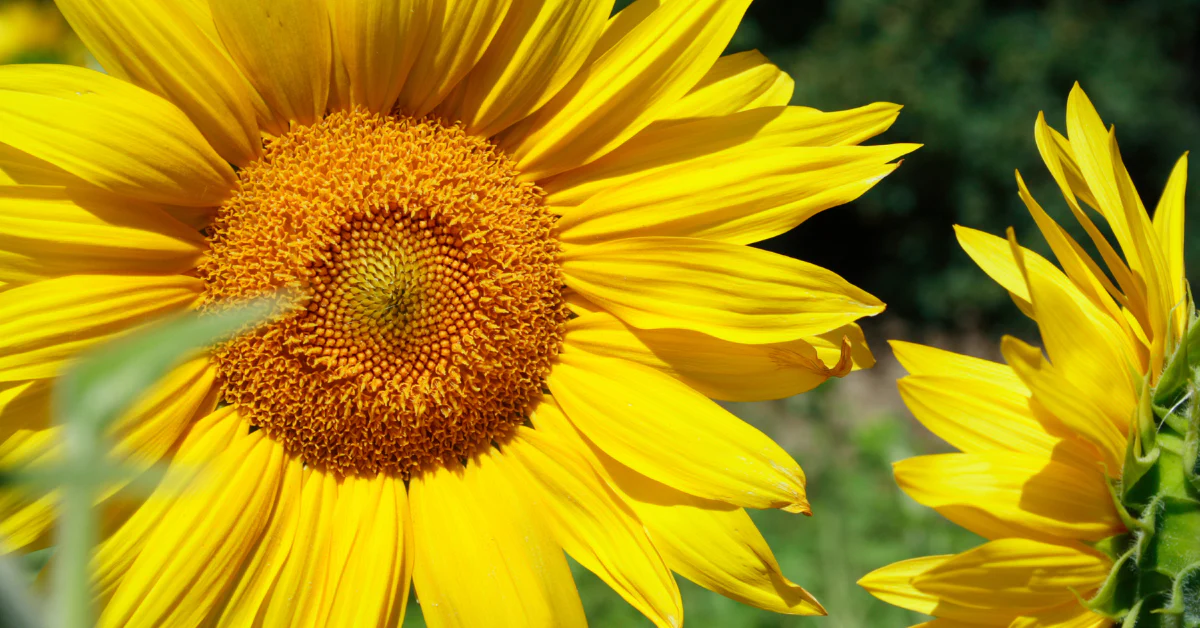 Solar Sunflower Light:
