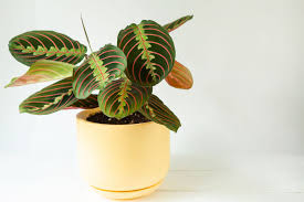 What Plants Don't Like Solar Light