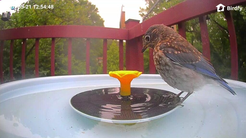 Why Moving Water Attracts More Birds