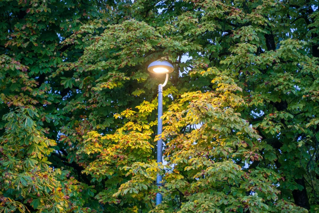 Sun, Shade, and Direct Light, What They Really Need